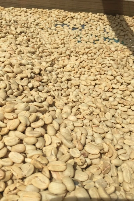 Arabica Coffee Beans Aromatic Rich Flavor Smooth Texture High Altitude Fruity Floral Notes Premium Quality - 1