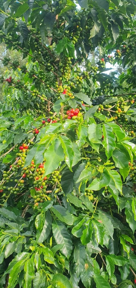 Arabica Coffee Beans Aromatic Rich Flavor Smooth Texture High Altitude Fruity Floral Notes Premium Quality - 2